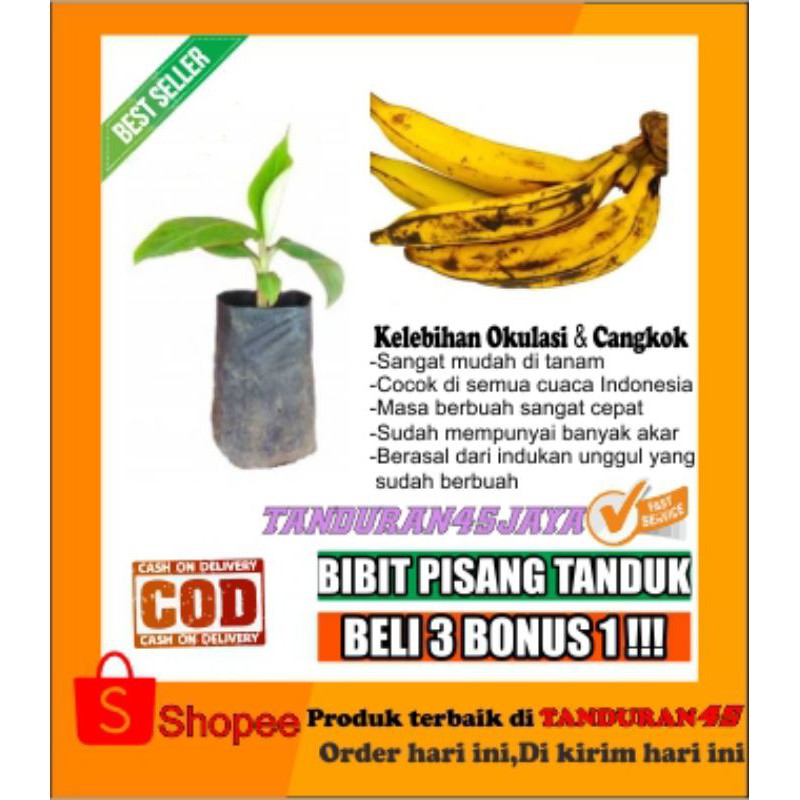 Bibit pisang tanduk/bibit pisang/pisang tanduk