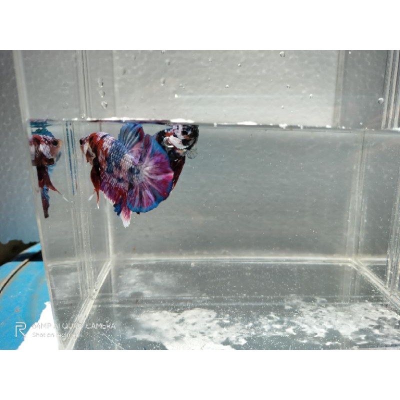 ikan cupang multicolor