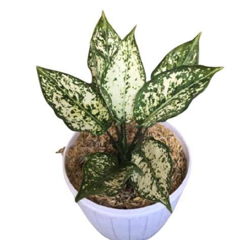 Aglonema Snow White Dewasa / Aglonema Murah