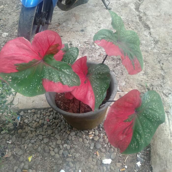 Tanaman Hias Keladi Baret Merah Shopee Indonesia