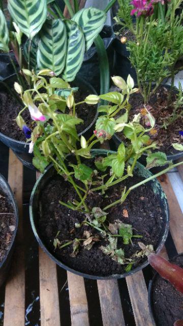 Tanaman Hias Torenia Pink