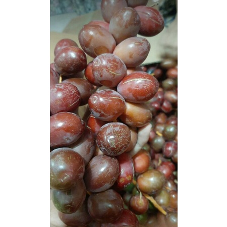 

kurma muda fresh 50gram 100gram 150gram 200gram 250gram 500gram 1kg