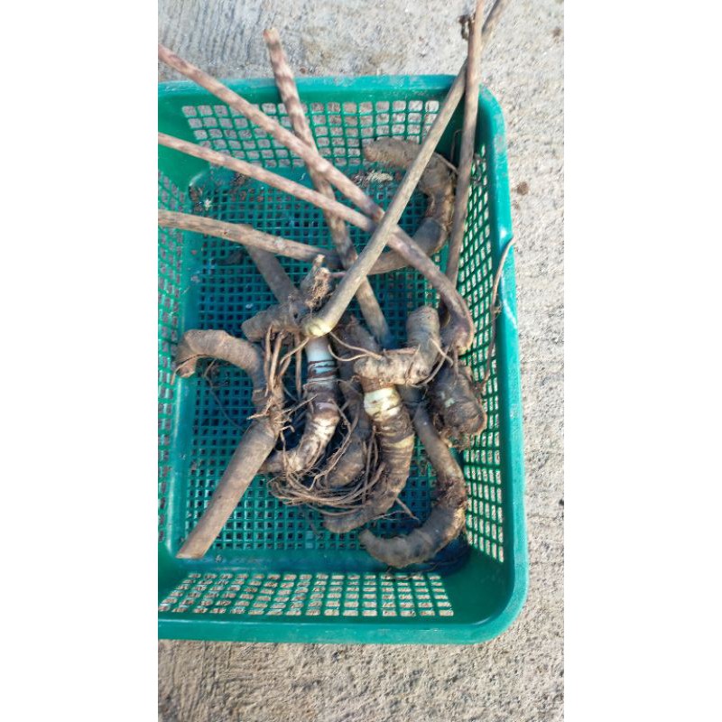 alocasia Jacklyn ( bonggol)