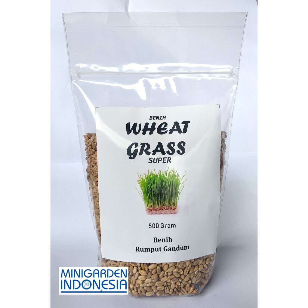 500 Gram Bibit benih Wheat grass Rumput Gandum BISA DIMINUM Kemasan Standing Pouch