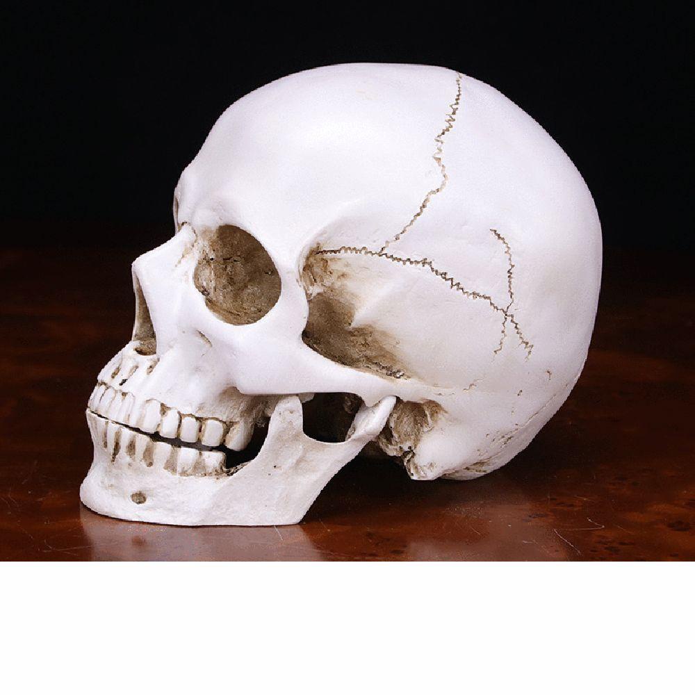 TOP Kepala Tengkorak Model Life-Size1:1 Anatomi Skeleton Head