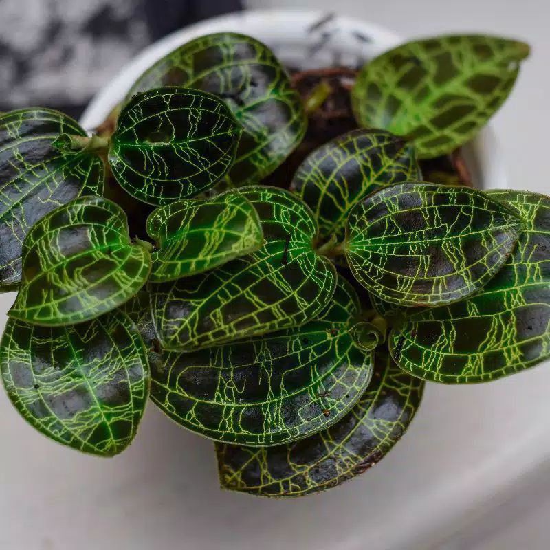 jewel orchid macodes petola