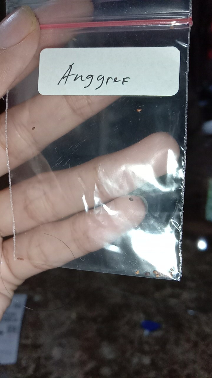 Benih Biji Anggrek Ekor Tupai