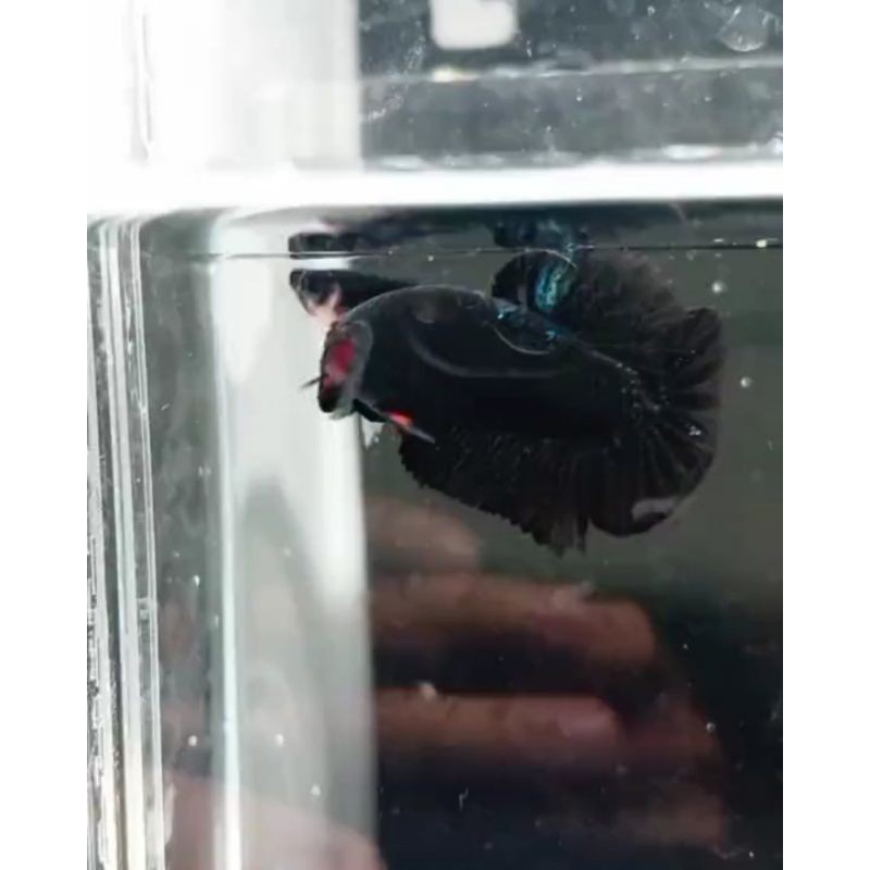 Cupang Avatar Gordon