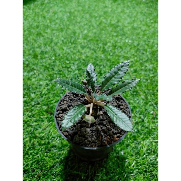 Dorstenia