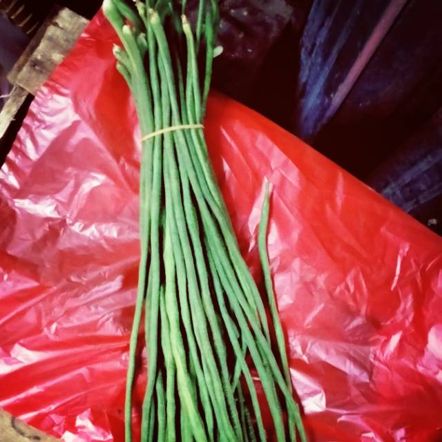 

Kacang panjang