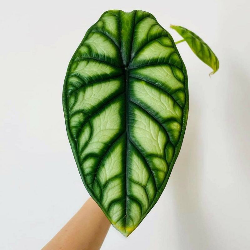 Alocasia Dragon Scale