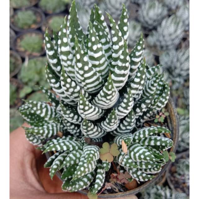 Haworthia perkutut Giant