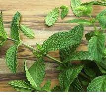 

COD✔️Sirup Mint / Mint Syrup Minuman GKC Heritage 640 ml (Import Quality)|SQ9