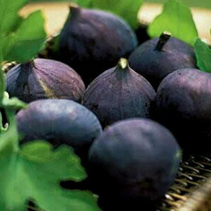 Super Bibit Buah Tin Hitam