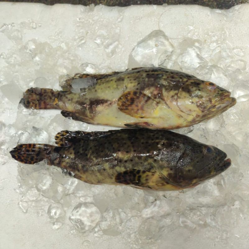 

Ikan Kerapu