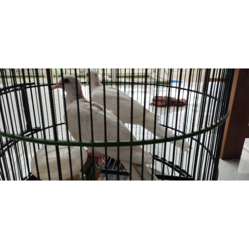 Sepasang tekukur warna back spot