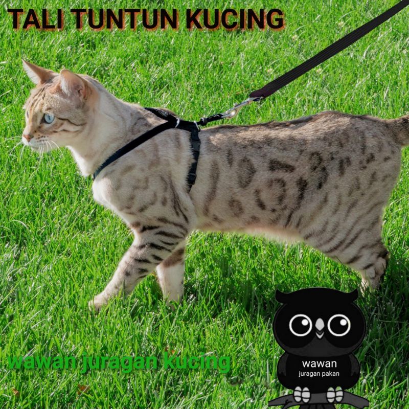 TALI TUNTUN KUCING, HARNESS