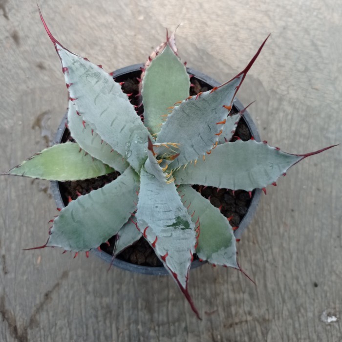 agave palmeri katsugen KAKTUS SUKULEN TANAMAN HIAS