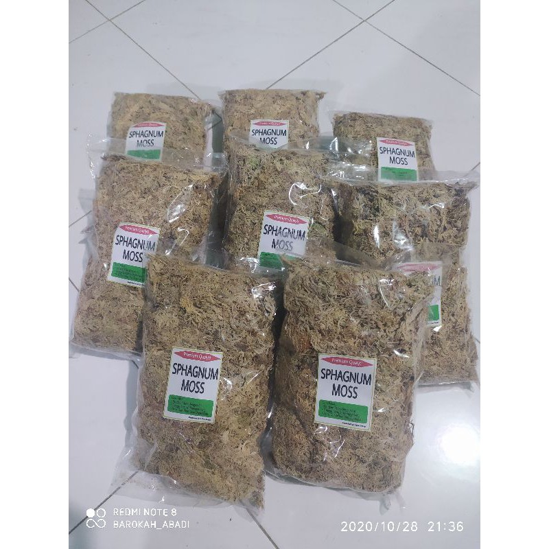 Spagnumm moss putih premium chili original- spagnum moss -carnivora plant - spaghnum moss anggrek