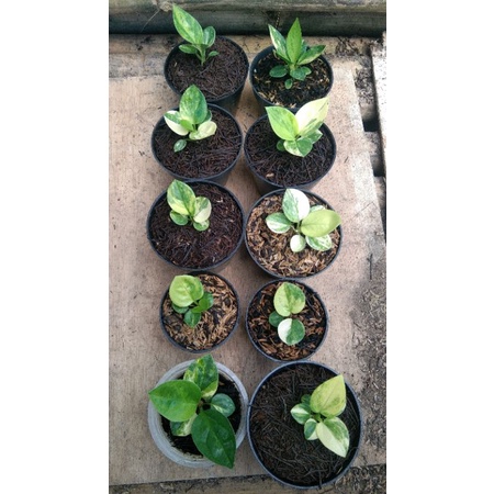 jemani mangkok varigata