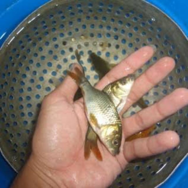 bibit Ikan mas majalaya