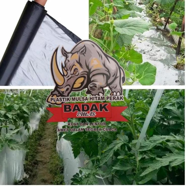 Best Update MULSA HITAM PERAK KAIN TEBAL DAN ELASTIS