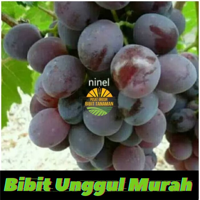 Bibit buah anggur import ninel hasil grafting