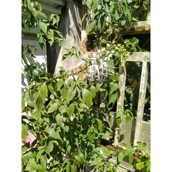 

daun kumis kucing