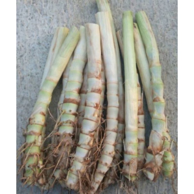 benih rumput odot perbatang