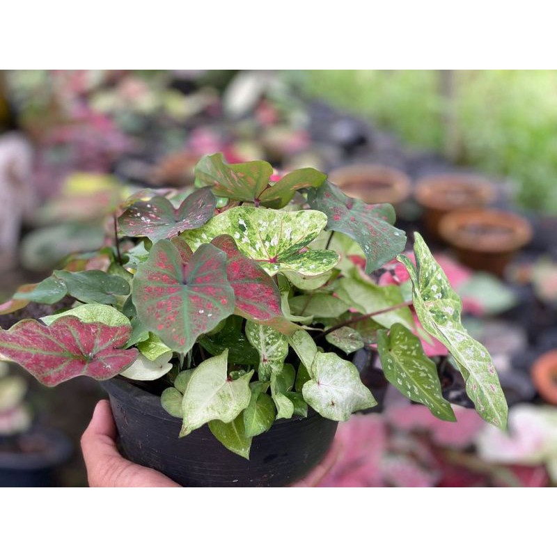 UMBI/BONGGOL Seedling/Umbi Caladium Tricolour Hybrid 07 - Caladium Thailand
