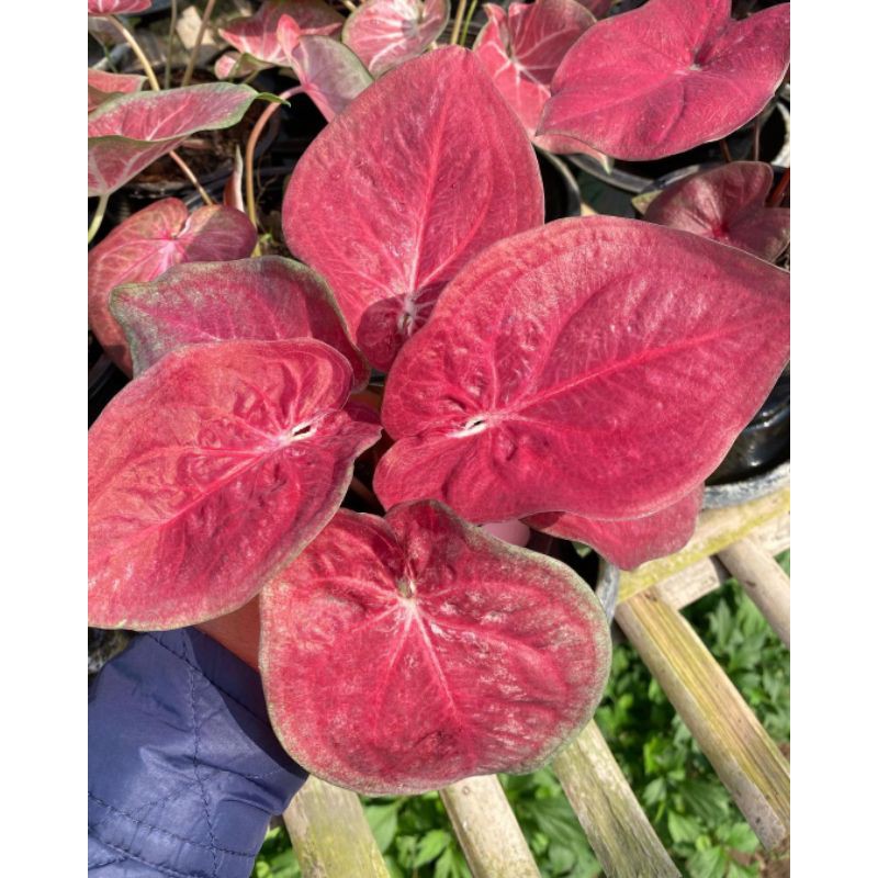 UMBI/BONGGOL Seedling/Umbi Caladium Red Beauty - Caladium Thailand
