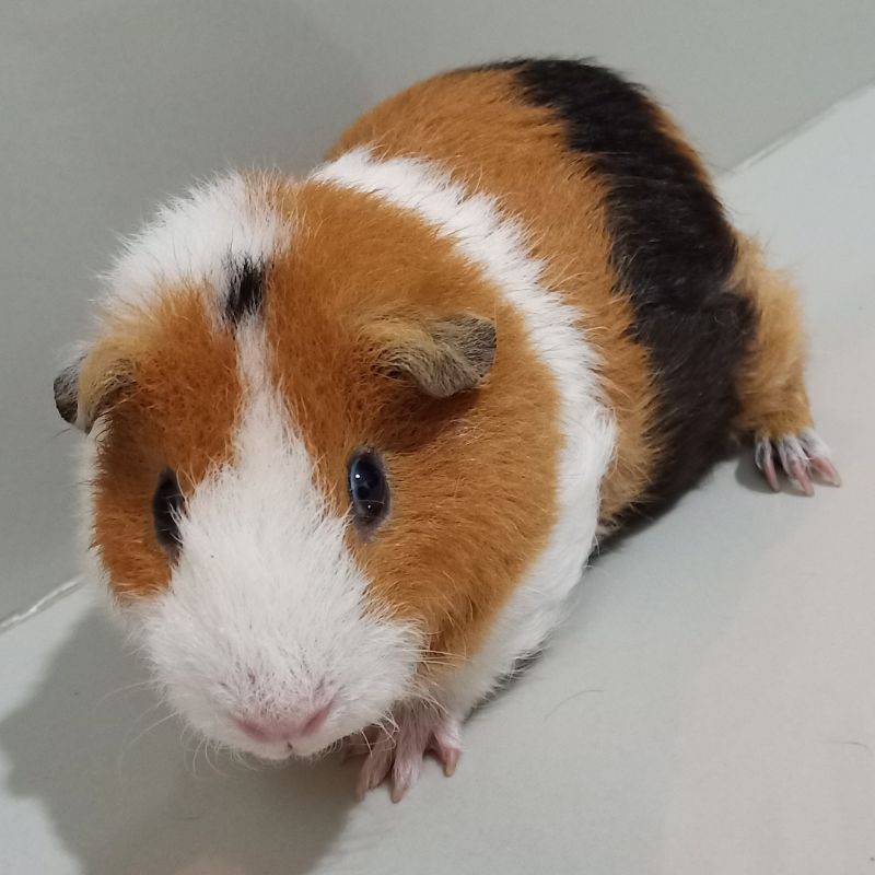Guinea Pig Teddy 3 color (Indukan)