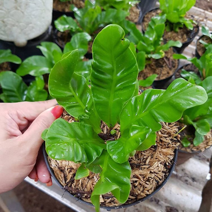 tanaman hias kadaka lasagna - kadaka lasagna