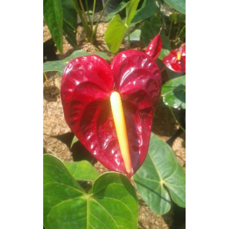 Tanaman bunga Anthurium Bangkok anturium BERVARIASI - BAKUL KEMBANG