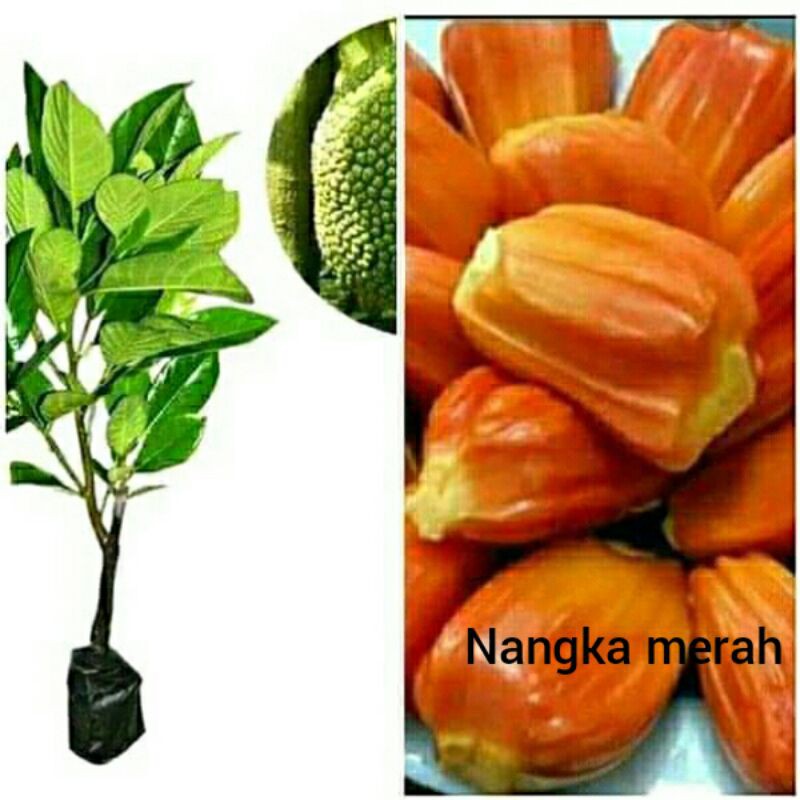 Bibit nangka merah okulasi