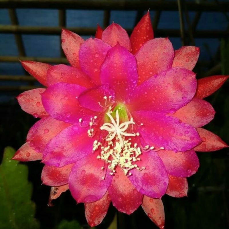 Wijaya kusuma bunga pink mudah Hybrid - Bibit wijaya kusuma - Tanaman hias