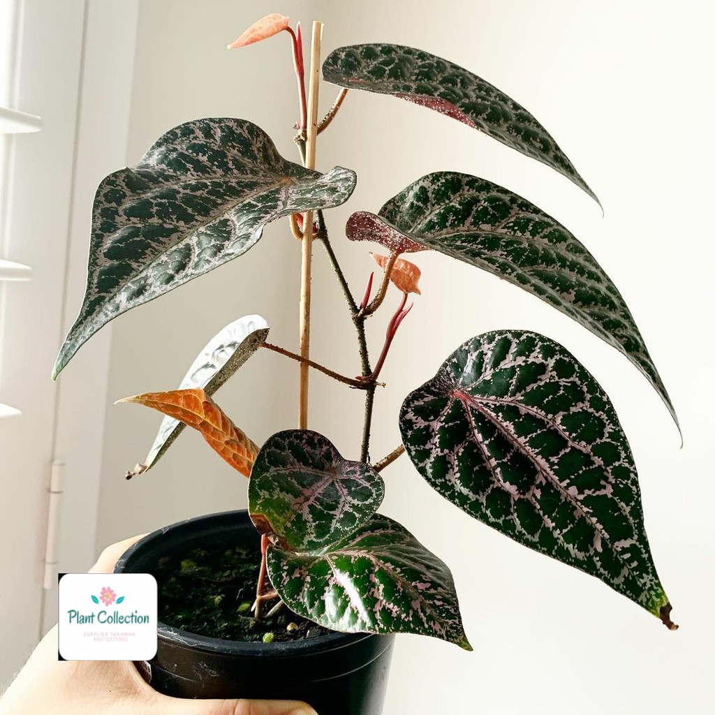 TANAMAN HIAS PIPER ORNATUM