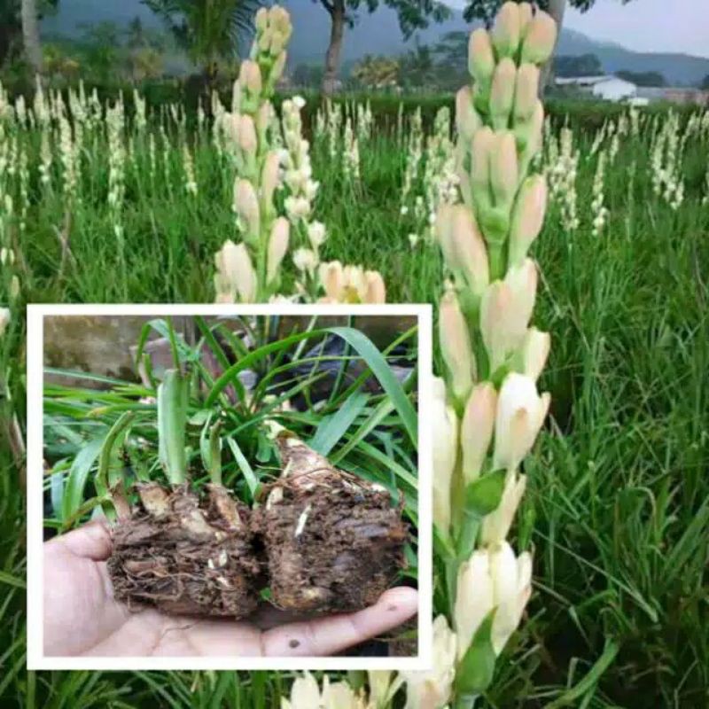 umbi bunga sedap malam