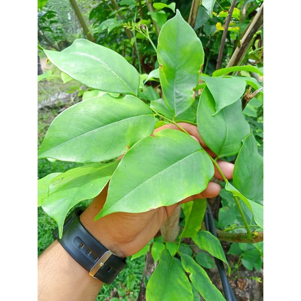 DAUN ANGSANA/KIANGSANA SEGAR 500gr OBAT HERBAL TRADISIONAL