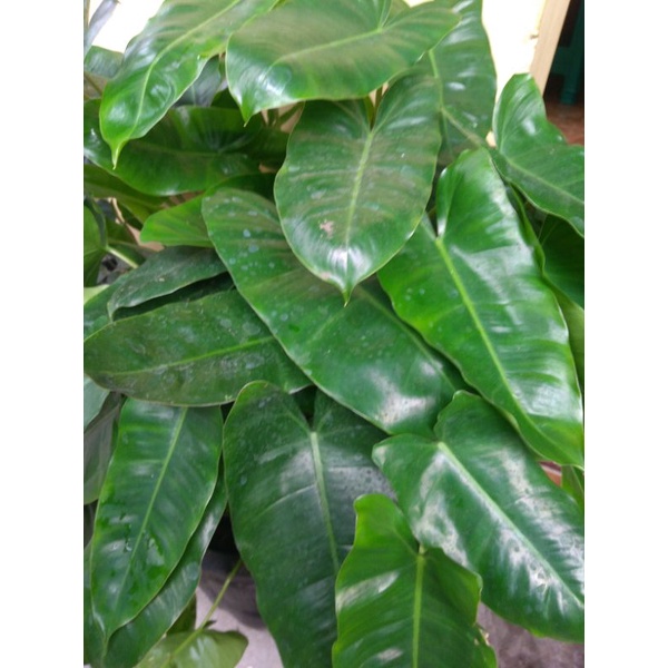 philodendron burlemarx