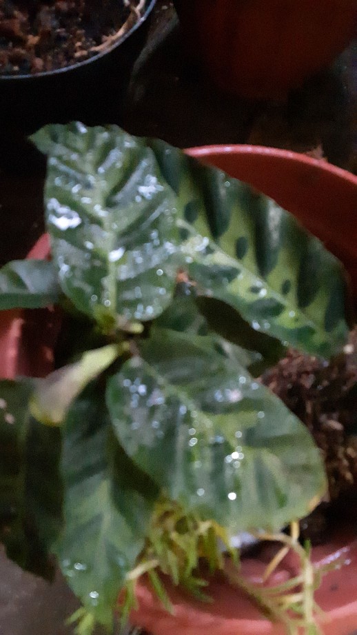 Portulaca Mini Batik Ungu Tumpuk/portulaca Grandiflora Double Petal