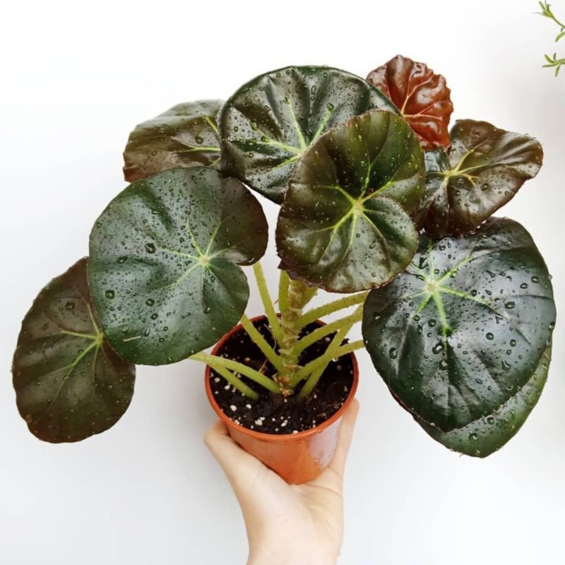 Jual TANAMAN HIAS BEGONIA ERYTHROPHYLLA / BEGONIA BEEFSTEAK JUMBO | Shopee  Indonesia