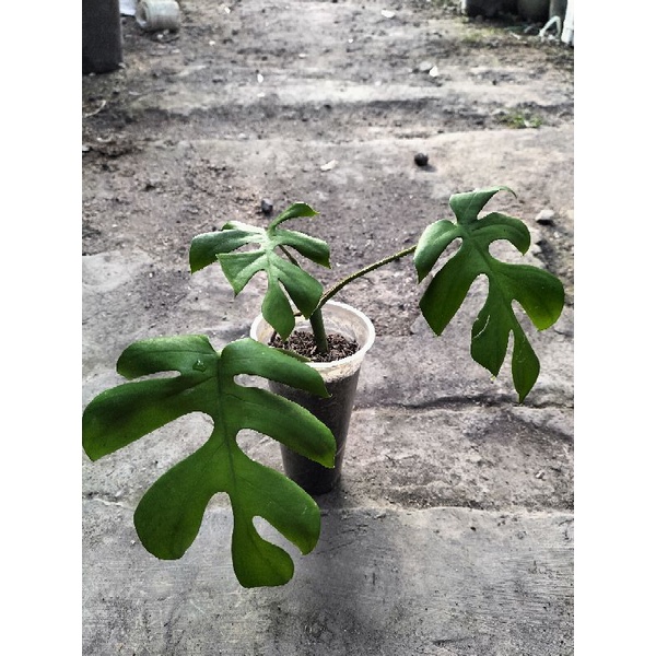 MONSTERA MINI / Monstera Tetraspermae