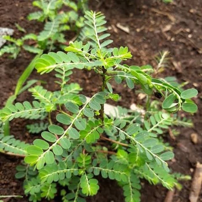 

Tanaman Meniran Obat Herbal Peningkat Imunitas Tubuh 300gr