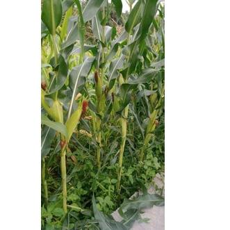 Benih Jagung BISI 79 1 Kg Kemasan Pabrik Ori 100% Potensi Tongkol 2 