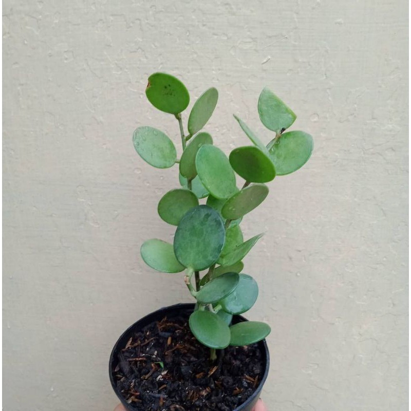 Tanaman Hias Sukulen Silver Dolar