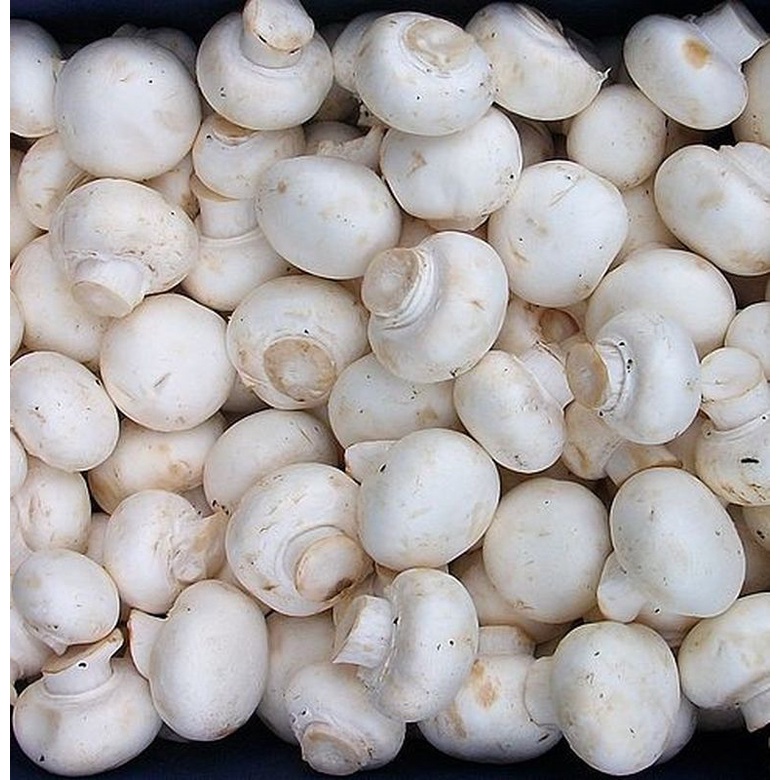 

SayurHD Jamur Champignon / Jamur Kancing 100gr