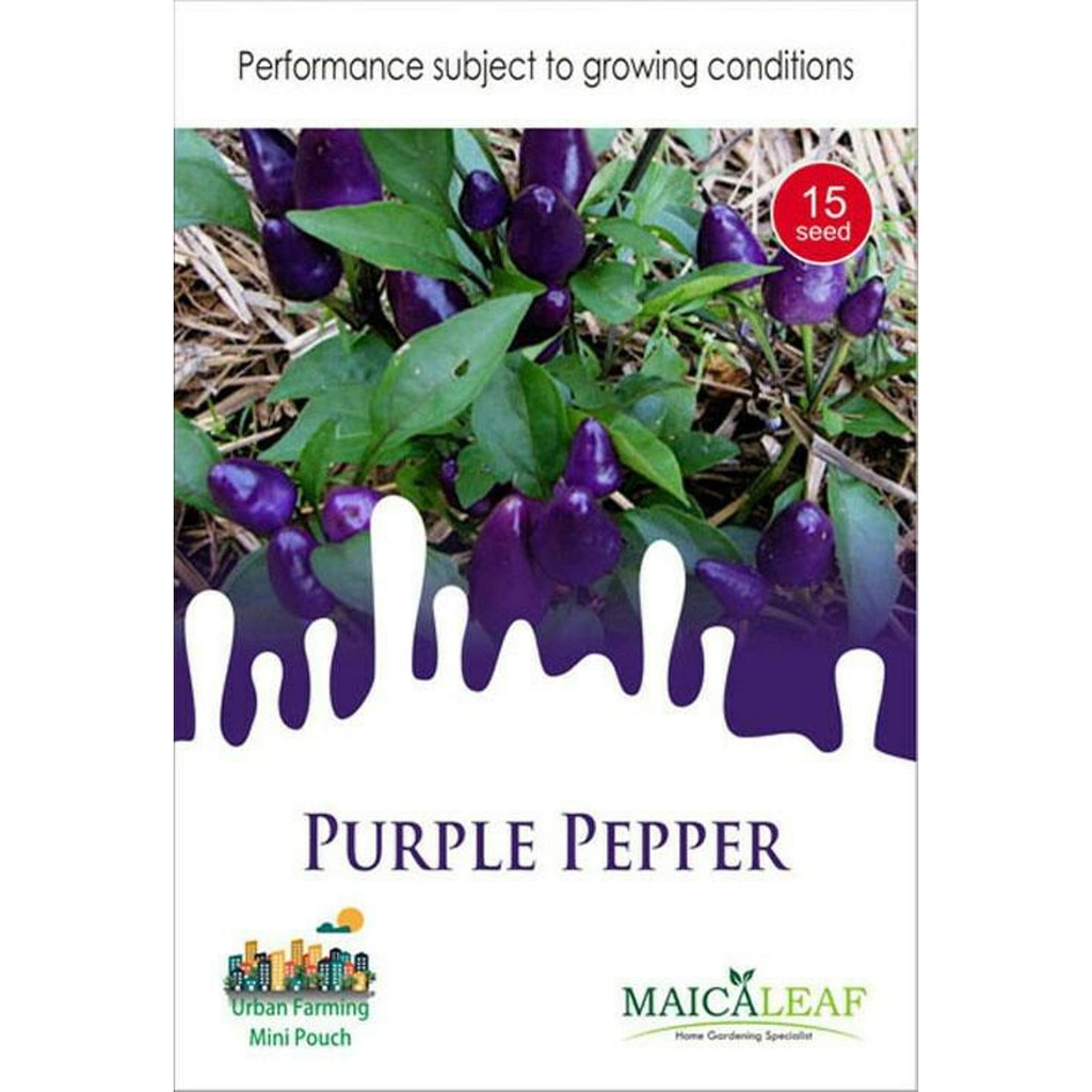 Benih Cabe Ungu/Bibit Cabe Ungu (Purple Pepper) isi 15 Benih