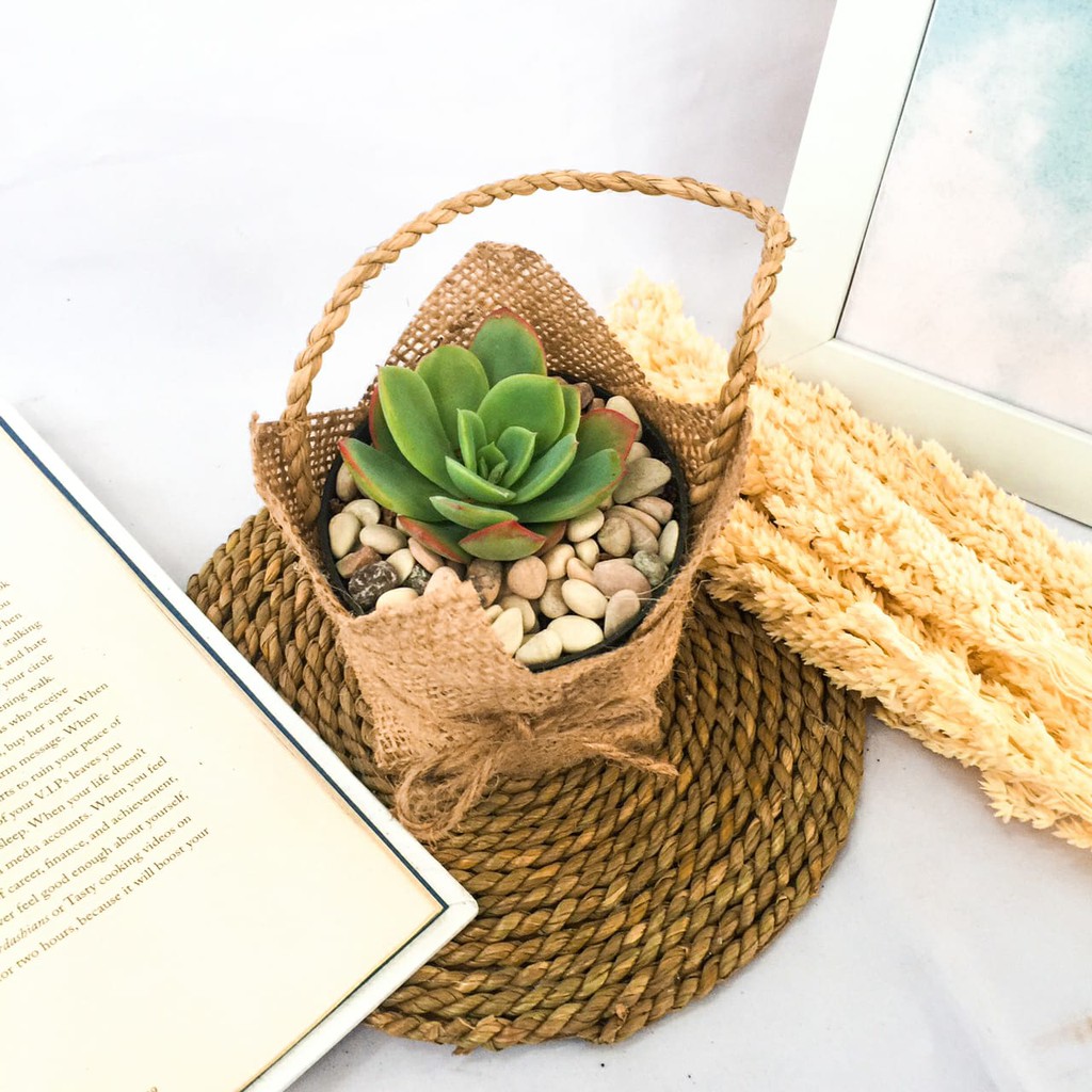 Souvenir kaktus dan sukulen hadiah kado tanaman hias hidup  Burlap Jinjing D 8cm