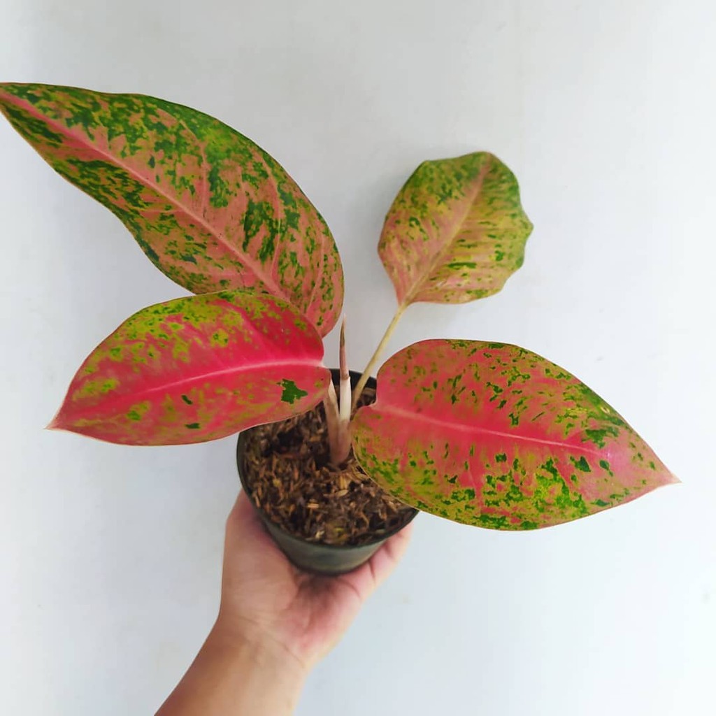 aglonema big roy lulaiwan ukuran dewasa daun 3-4 lembar sehat terawat